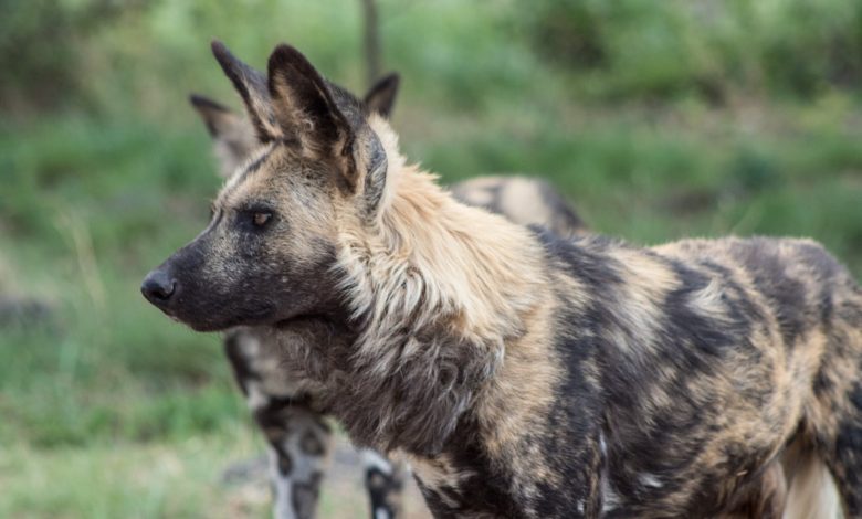 iphone dns ayarlarinda dikkat edilmesi gerekenler guvenli ve sorunsuz