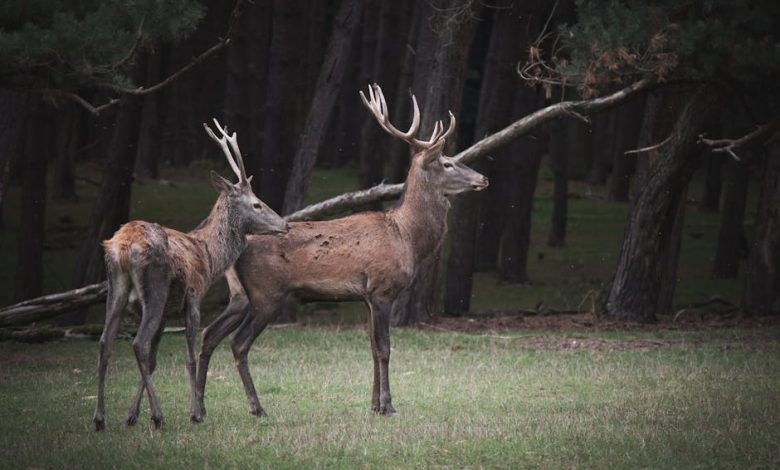 does exchange of parts occur in mitosis